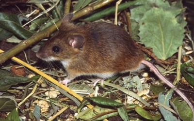 Случай туляремии обнаружили в Нововодолажском районе