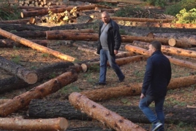 Свыше 500-от деревьев незаконно вырубили в Изюмском районе