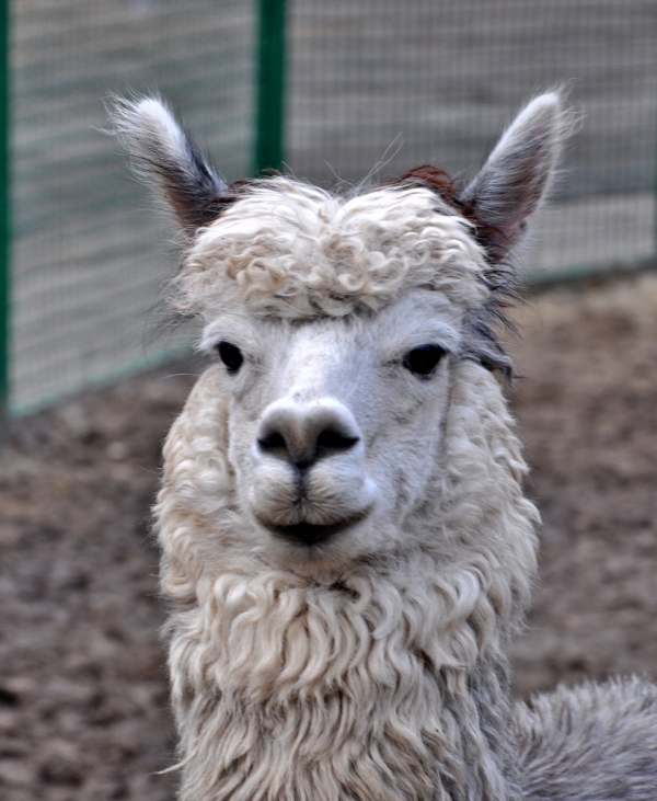 В зоопарке реконструируют вольеры