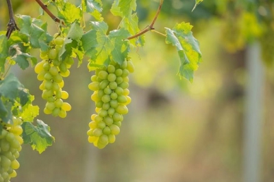 Виноград кишмиш: полезные свойства и меры предосторожности