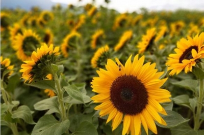 В поле среди подсолнухов нашли труп убитого мужчины