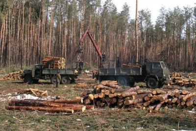 Свыше 7 млн гривен штрафов заплатят «черные» лесорубы