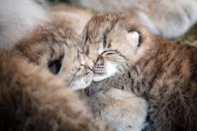 В зоопарке появились рысята