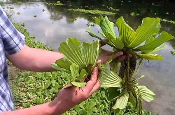 Экологи радуются отсутствию пистии на реке