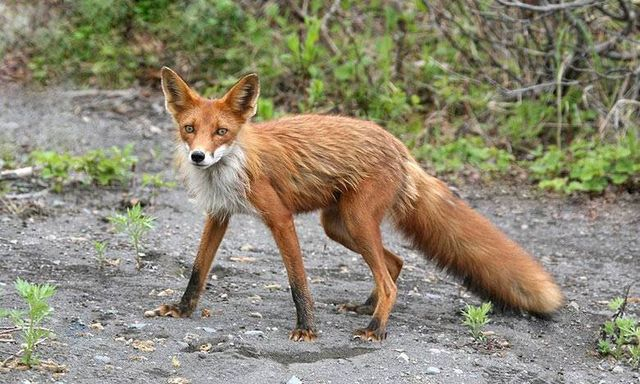 В Валковской громаде разрешили охоту на лисиц