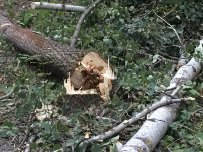 Двое жителей области незаконно вырубили 79 кленов