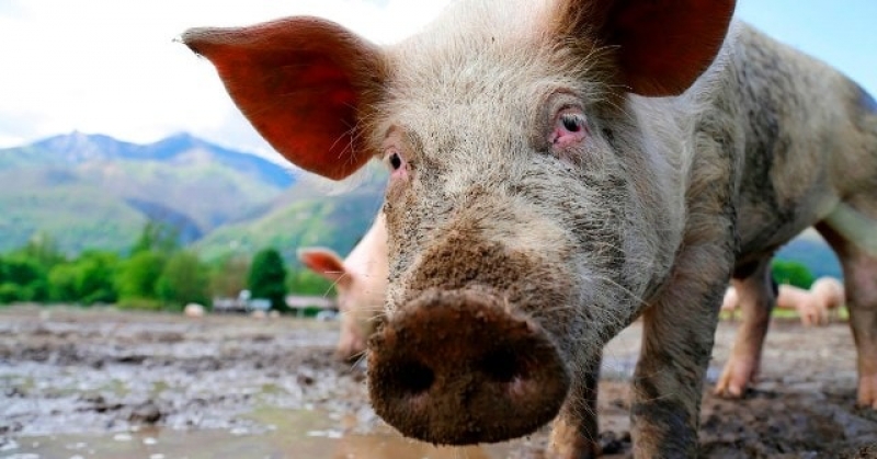 В Харьковской области введен карантин из-за новой вспышки АЧС