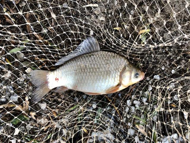 На Печенежском водохранилище разрешили рыбохозяйственную деятельность