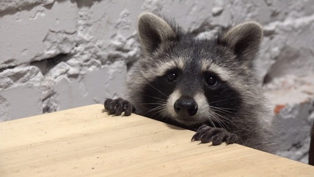 Лиза и Барт из харьковского «Енот coffeе» переехали в Полтавскую область