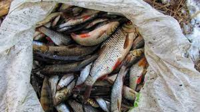 Браконьеры причинили рыбному хозяйству убытков на два миллиона гривен
