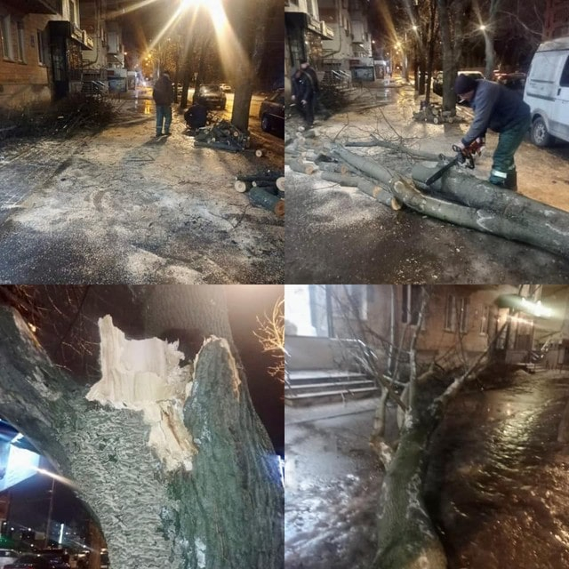 Сильный ветер и теплая зима – специалисты пояснили, почему падают деревья