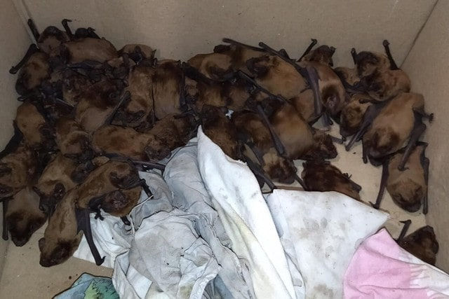 На балконе многоэтажного дома зимовали сотни летучих мышей