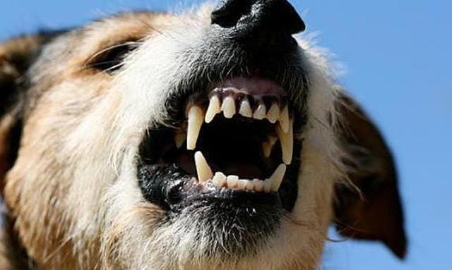 В поселке Буды от бешенства умерла беспризорная собака