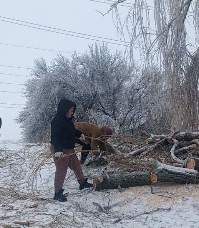 Непогода повалила в области сотни деревьев, оборвала провода