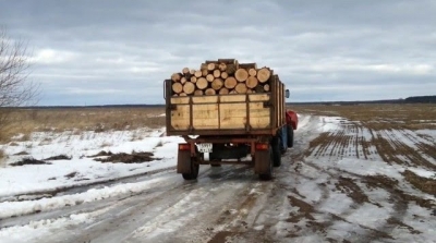 Незаконную вырубку особо ценных пород леса раскрыли на Харьковщине