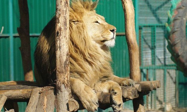 Общими усилиями удалось спасти больше 80 животных из Экопарка