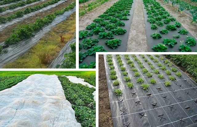 Что такое агроволокно и для чего оно нужно?