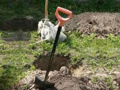 В Харькове не хватает денег на высадку деревьев