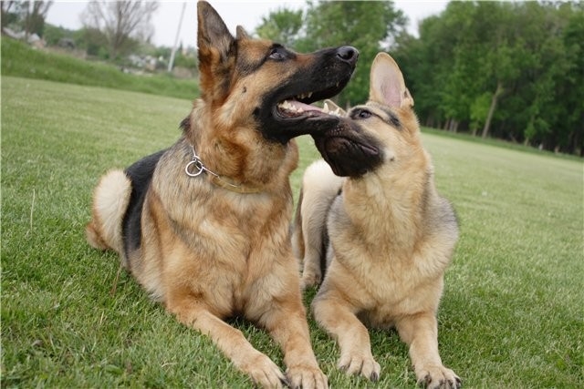 Что представляет собой услуга вязки собак