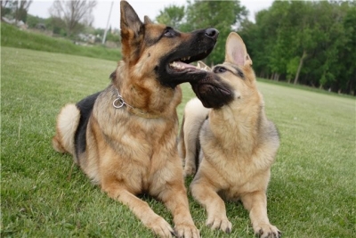 Что представляет собой услуга вязки собак