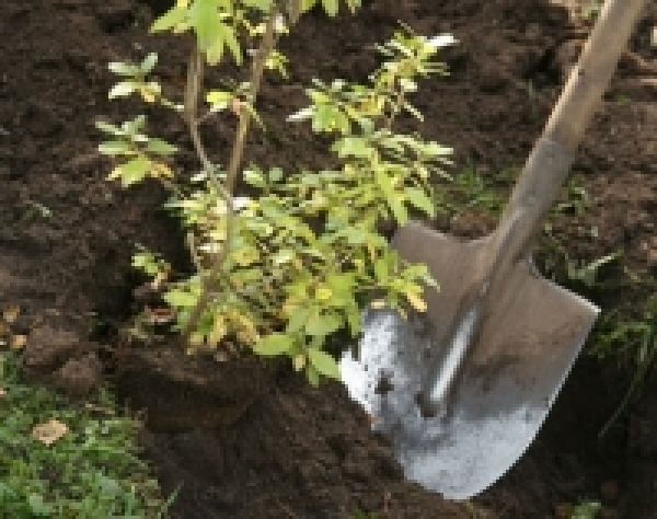 В парке у ДК им. Ильича высаживают деревья