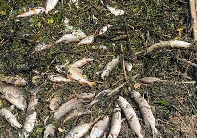Экоактивисты в речке Уды зафиксирован массовый мор рыбы