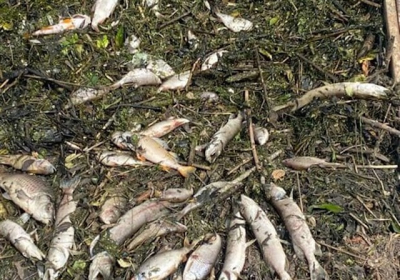 Экоактивисты в речке Уды зафиксирован массовый мор рыбы