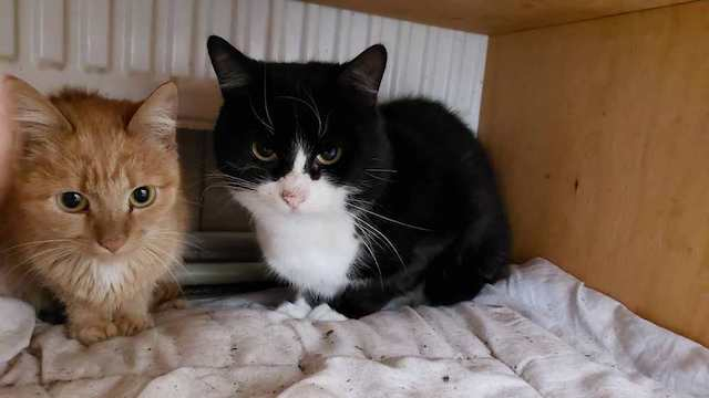 В Центре обращения с животными ищут новых хозяев для сотни котиков