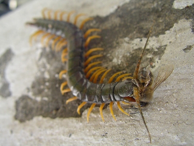 Новости животных