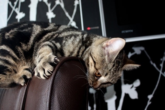 Кошка поцарапала кожаный диван: как убрать царапины - советы от интернет-магазина мебели Eurodivan