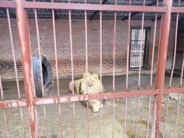 Владелец частного зверинца не может прокормить зверей