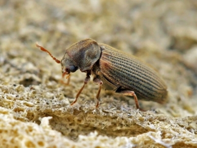 Шашель: что это такое и как от него избавиться в деревянном доме