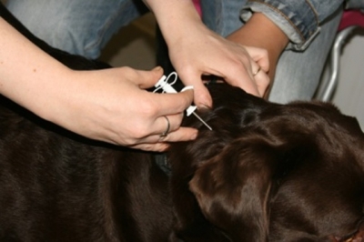 Животные могут получить уникальный чип