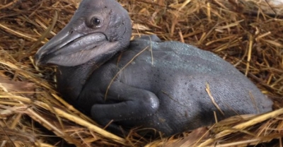 В Харькове родился необычный малыш с весом 200 граммов (фото)
