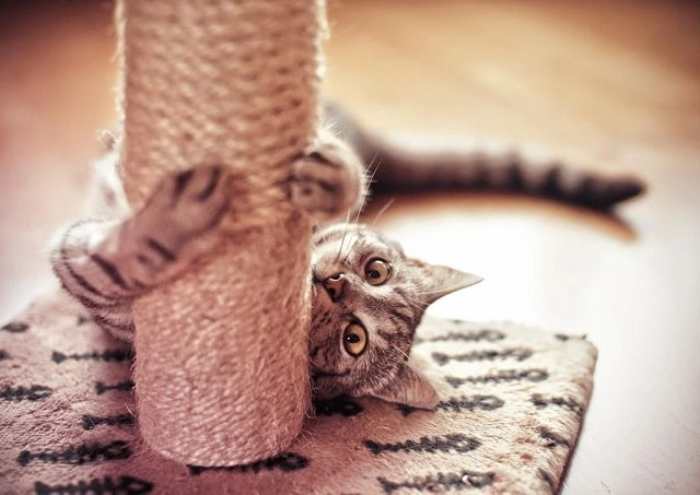 Виды когтеточек и их особенности