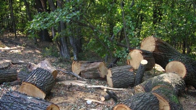 Вырубку леса на Харьковщине остановит ГБР – начато расследование