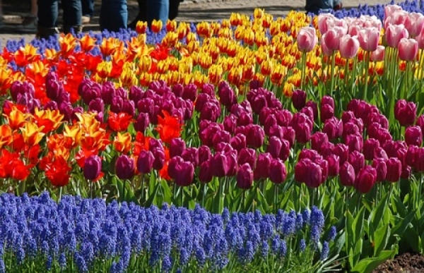 На улицах Харькова высаживают цветы