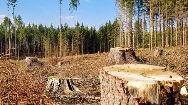 Мастер леса предстанет перед судом – проявил служебную халатность