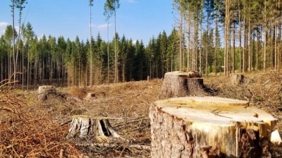Мастер леса предстанет перед судом – проявил служебную халатность