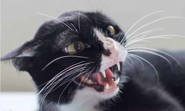 В Люботине бешеный кот покусал двоих детей