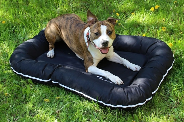Какими бывают лежаки для собаки и как его правильно выбрать