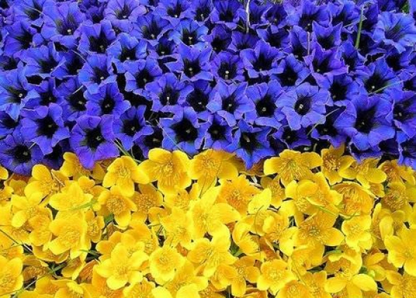 В Харькове празднуют День Независимости Украины