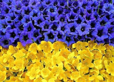 В Харькове празднуют День Независимости Украины