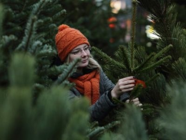 В Харькове заработали елочные базары