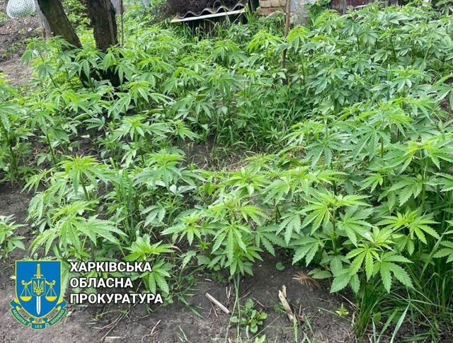 Житель Новобаварского района Харькова выращивал в огороде коноплю