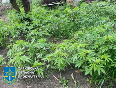 Житель Новобаварского района Харькова выращивал в огороде коноплю