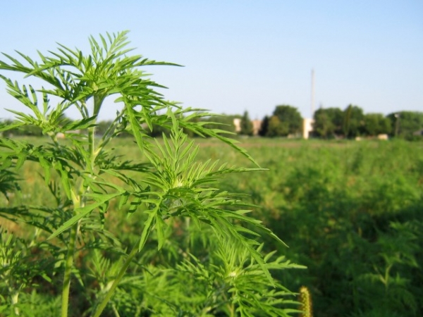 На придомовых территориях не осталось амброзии