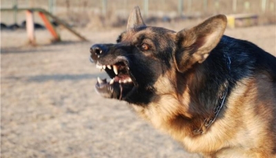 На Харьковщине собака насмерть загрызла ребенка