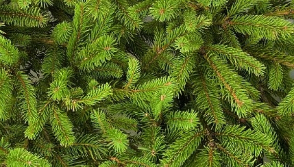 На Харьковщине похитили ели