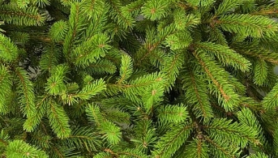 На Харьковщине похитили ели